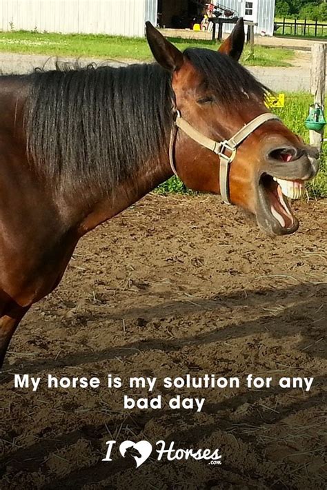 Funny Horse Quotes Funny Memes