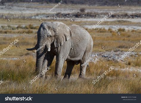 Elephant Bull Namibian Savannah Stock Photo 1973175308 Shutterstock