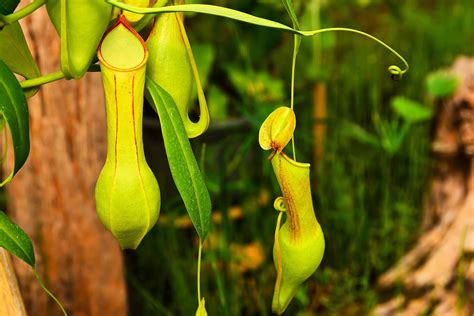 7 Of The Best Carnivorous Plants And How To Care For Them Better