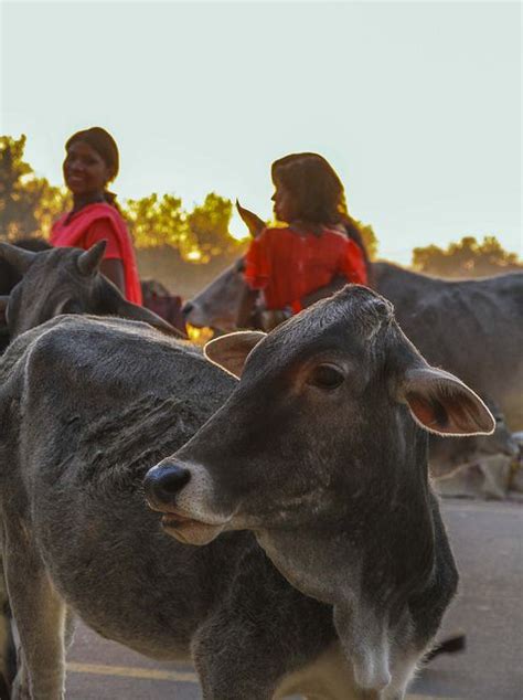 Cows Via Flickr Incredible India Cows Flickr The Incredibles