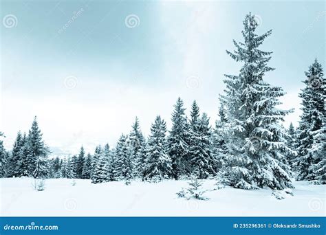 Winter Weather With Snowdrifts And Fog In The Mountain Spruce Forest