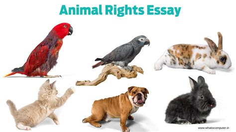Animal Rights Essay Why Anaimal Rights Is Important