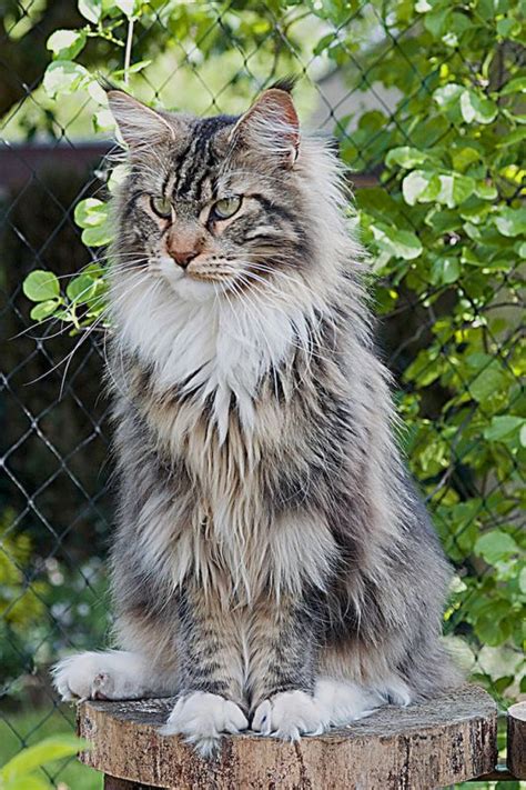 Giant maine coon black silver 【 lynx dog cat 】 amazing time with the biggest cat in the world. 15 best Maine Coon - Black Tabby Blotched & White images ...