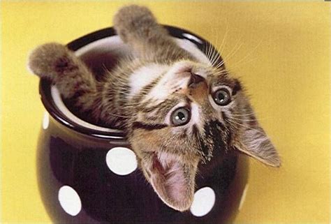 Kitten In Cup Cute Cats And Kittens Cats Meow Baby Cats Kittens