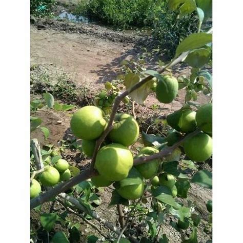 Green Apple Ber Plant At Rs 15piece ऐप्पल बेर प्लांट Shreyash