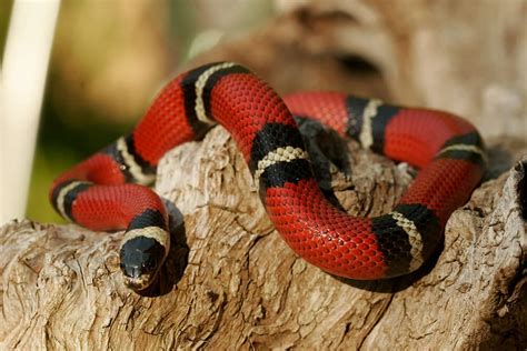 7 Best Pet Snakes Beginners Can Trust Reptiles Cove