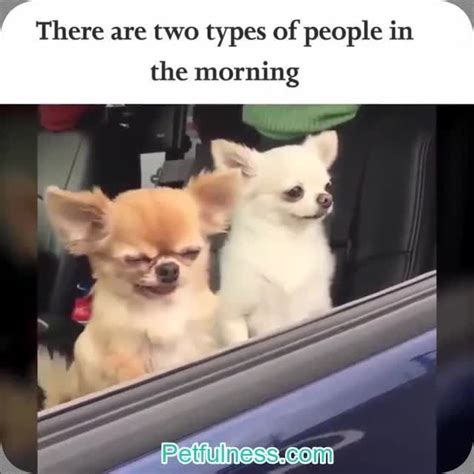 Chihuahua Crying Meme Video Pets Lovers