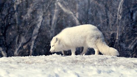 White Wolf On Snow Covered Landscape Hd Animals Wallpapers Hd