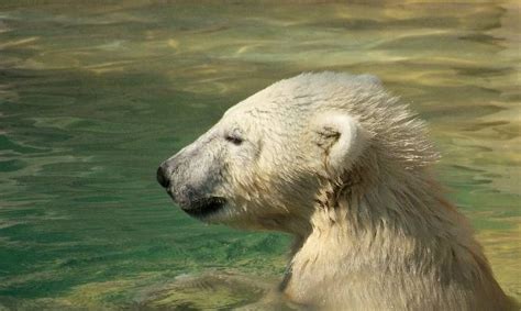 Polar Bear Ijsbeer Polar Bears Snow Pets Animals Animales