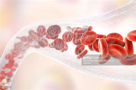 Blood Vessel With Blood Cells Illustration High Res Vector Graphic