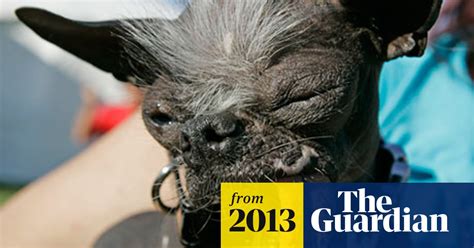 Elwood Once Named Worlds Ugliest Dog Dies At Age Of 8 Animals