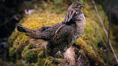 Wisconsin Ruffed Grouse Plan Likely To Include Shorter Hunting Season