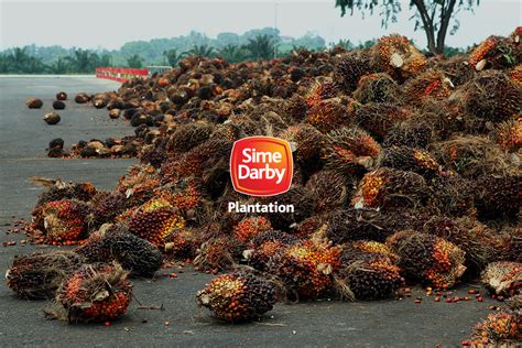 The united states has banned imports from sime darby plantation, whose products are found in numerous household goods, over sime darby did not respond to requests for comment. MARC affirms Sime Darby Plantation's rating at AAA ...