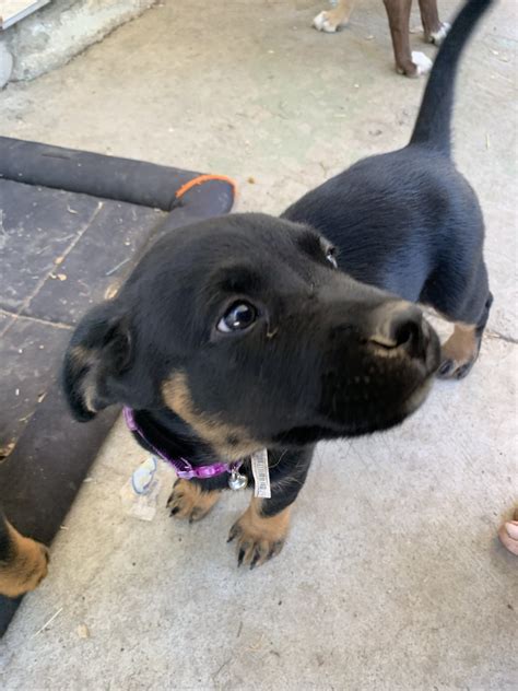 The rottweiler husky mix is a very energetic dog, since both of its parents are equally active. Rottweiler Puppies For Sale | Citrus Heights, CA #330248