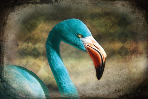 Blue Flamingo Photograph By Barbara Orenya Fine Art America