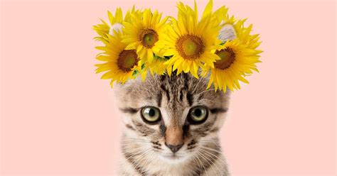 100 Hippie Cat Names For Your Furry Flower Child Catvills
