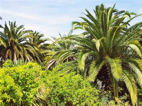 Der im jahr 1999 eröffnete jardí botànic de. Ruheoase über Barcelona: Der botanische Garten ...