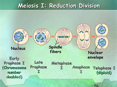 Fisiologia Celular Meiosis Cell Cycle Mitosis Images