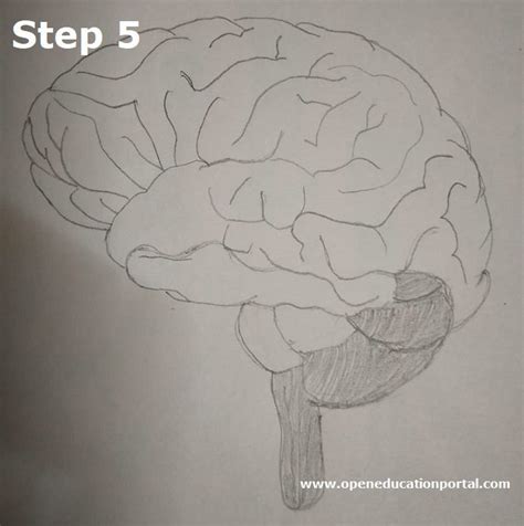 How To Draw Human Brain Step By Step Guide For Brain Drawing