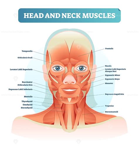 Head And Neck Muscles Labeled Anatomical Diagram Facial Vector