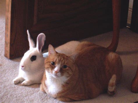 Filecat And Rabbit Sitting Together Wikimedia Commons