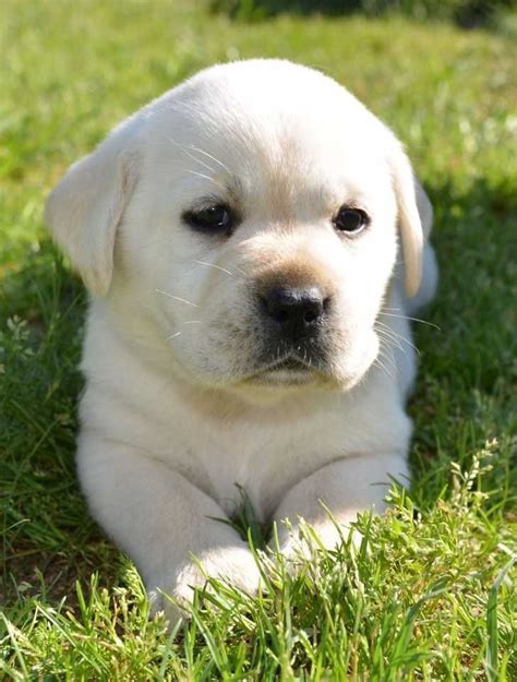 Golden retriever puppies for sale golden retriever dogs for adoption golden retriever breeders. labrador retriever puppies #LabradorRetriever | Labrador ...