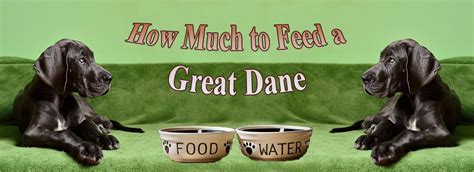 How much should i feed a great dane puppy? How Much to Feed a Great Dane - All for pet owners