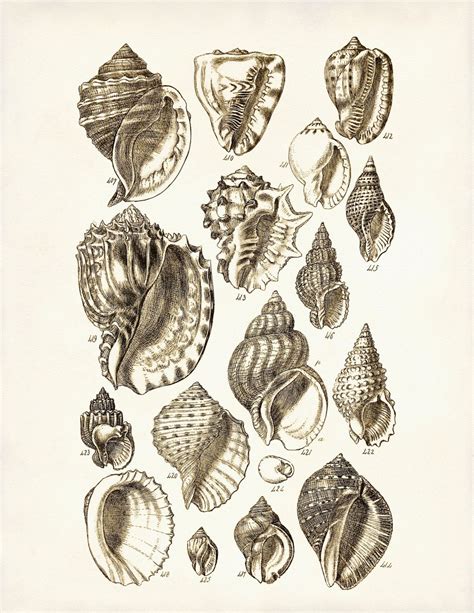Seashells Poster Seahells Art Print Beach Art Conch Shells Etsy