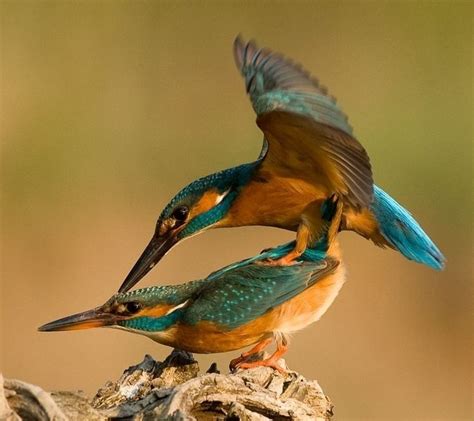 Prettiest Bird Mating Picture Ive Ever Seen Aves Raras Aves De