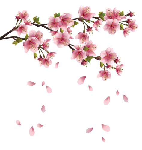 Sakura Cherry Blossom Pink Blossom Blossom Trees Cherry Blossoms