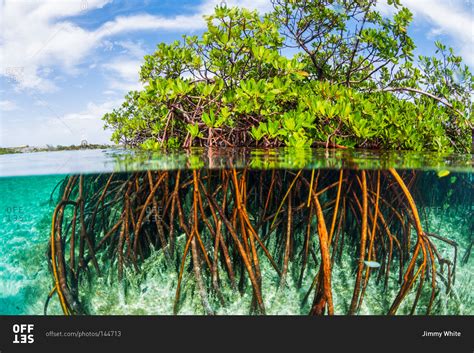A Mangrove Tree And Its Root System Stock Photo Offset