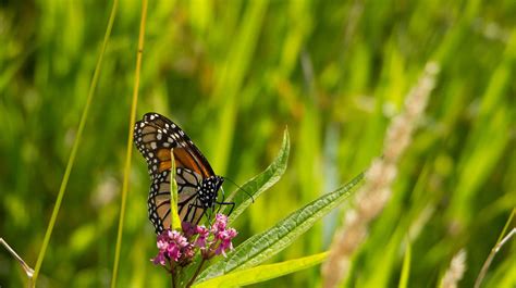 Monarch butterfly in decline: Native plants crucial to their survival