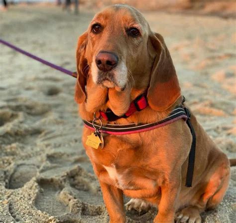 36 Basset Hound Mixes To Fall In Love With Right Now K9 Web