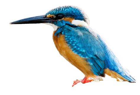 Common Kingfisher Png Hd Image Png All Png All