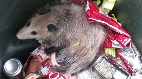 How To Get Rid Of Possums Everything You Need To Know