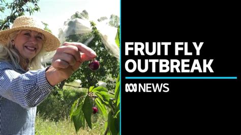 Fruit Fly Outbreak Forces Families To Dispose Of Backyard Fruit Abc News