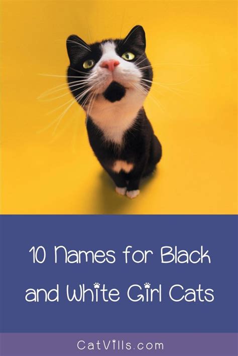 62 Darling Black And White Cat Names Catvills In 2020 Black And