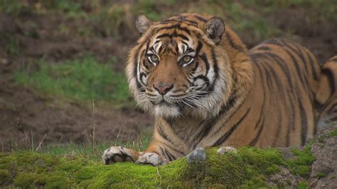 New Sumatran Tiger Makes First Appearance At Point Defiance Zoo