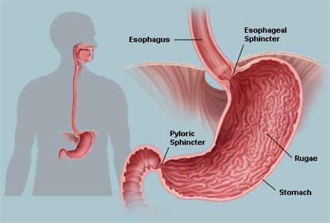 Pyloric Sphincter Functions And Problems New Health Guide