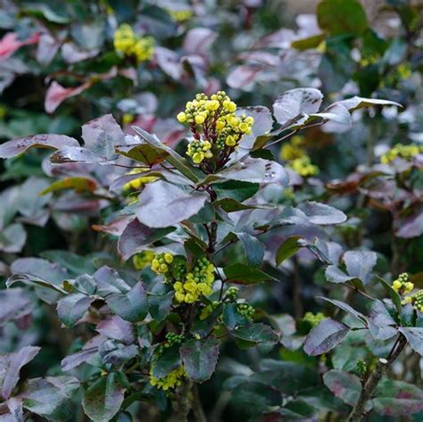 Mahonia Seems To Divide Opinion But You Cant Deny That The Scent Is A