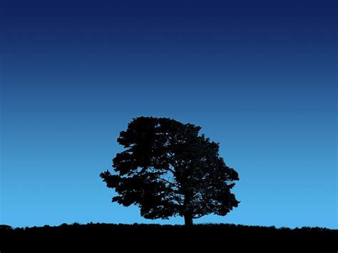 Tree On Blue Sky Wallpapers Hd Wallpapers Id 3149