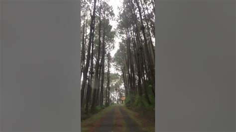 Hutan Pinus Lereng Gunung Merbabu Magelang Wonderfulindonesia Youtube