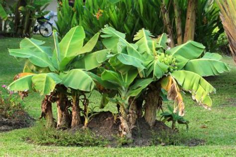 Outdoor plants cultivating difficulty degree: Miniature Fruit Trees | LoveToKnow