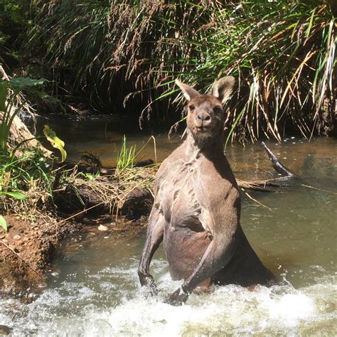 Why can't kangaroos jump backwards? Man Stumbles Upon Gigantic Muscular Kangaroo Bathing In ...