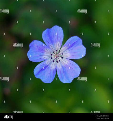 Little Blue Flower Stock Photo Alamy
