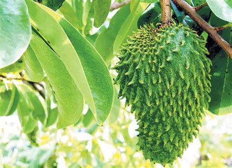 Daunnya juga boleh dijadikan minuman teh yang bagus untuk kesihatan serta mampu 'membersihkan' perut dan memastikan teh daun durian belanda juga telah lama dijadikan bahan untuk mengurangkan stres dan kebimbangan. 5 Manfaat Buah Durian Belanda atau Sirsak Untuk Kesehatan ...