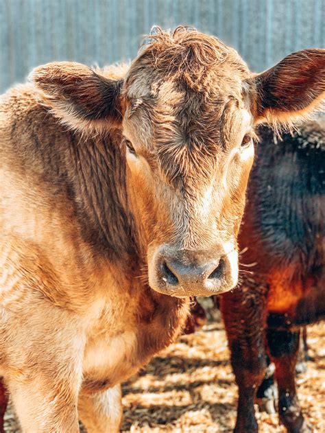 Brown Cow Close Up Photography · Free Stock Photo