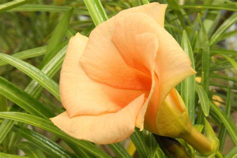 Adeniums are succulent, tropical plants. http://fc07.deviantart.net/fs71/i/2010/086/1/2/Peach ...