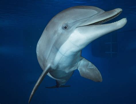 What Do Cetaceans See National Geographic Education Blog