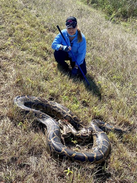 Radio Telemetry The New Weapon Against Invasive Pythons In Florida R